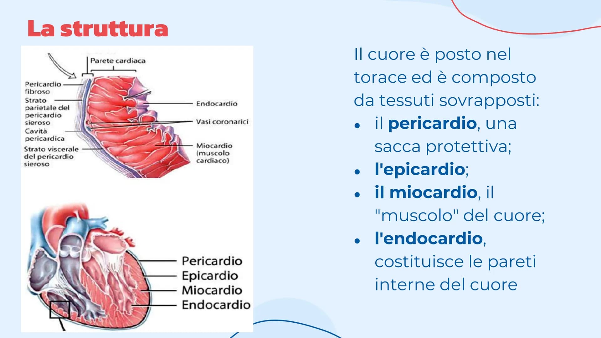 L'apparato
cardiovascolare
Come lavora il cuore.
= Indice
Introduzione
Cos'è l'apparato circolatorio
Il cuore
La sua struttura e la
funziona