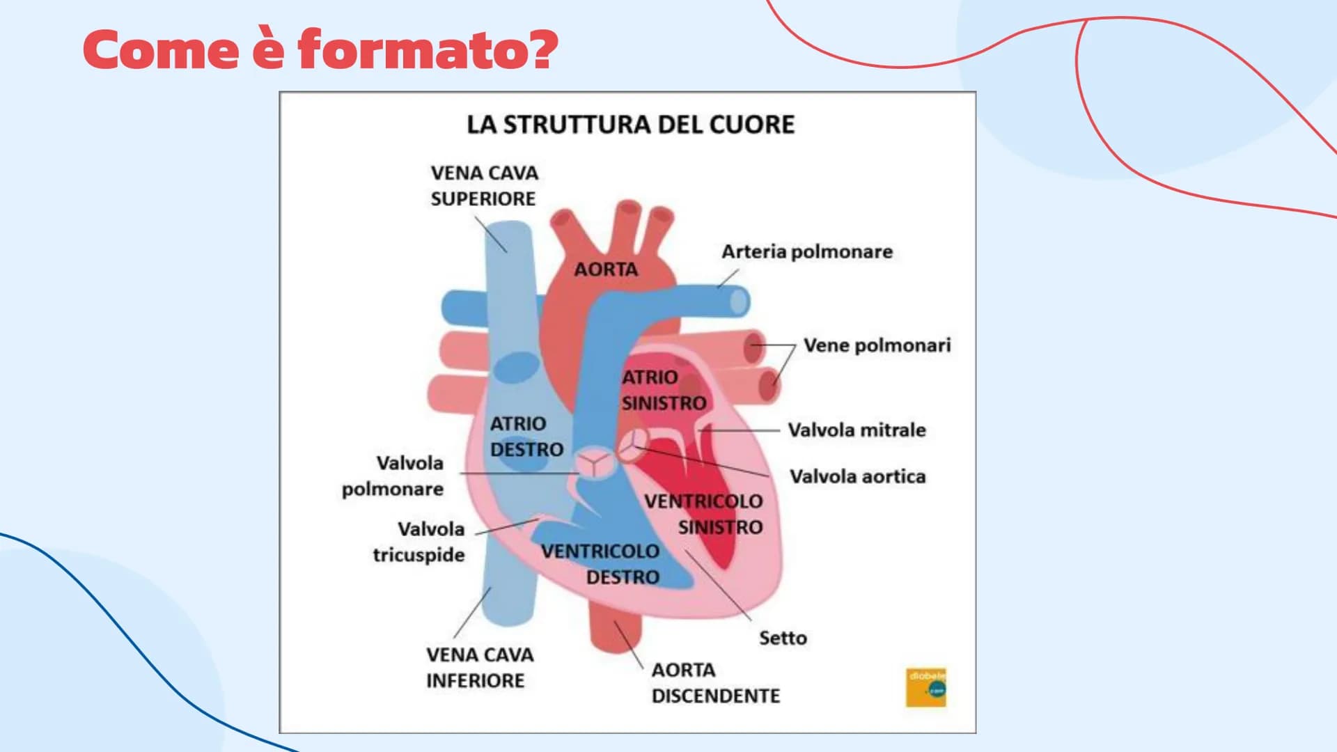 L'apparato
cardiovascolare
Come lavora il cuore.
= Indice
Introduzione
Cos'è l'apparato circolatorio
Il cuore
La sua struttura e la
funziona