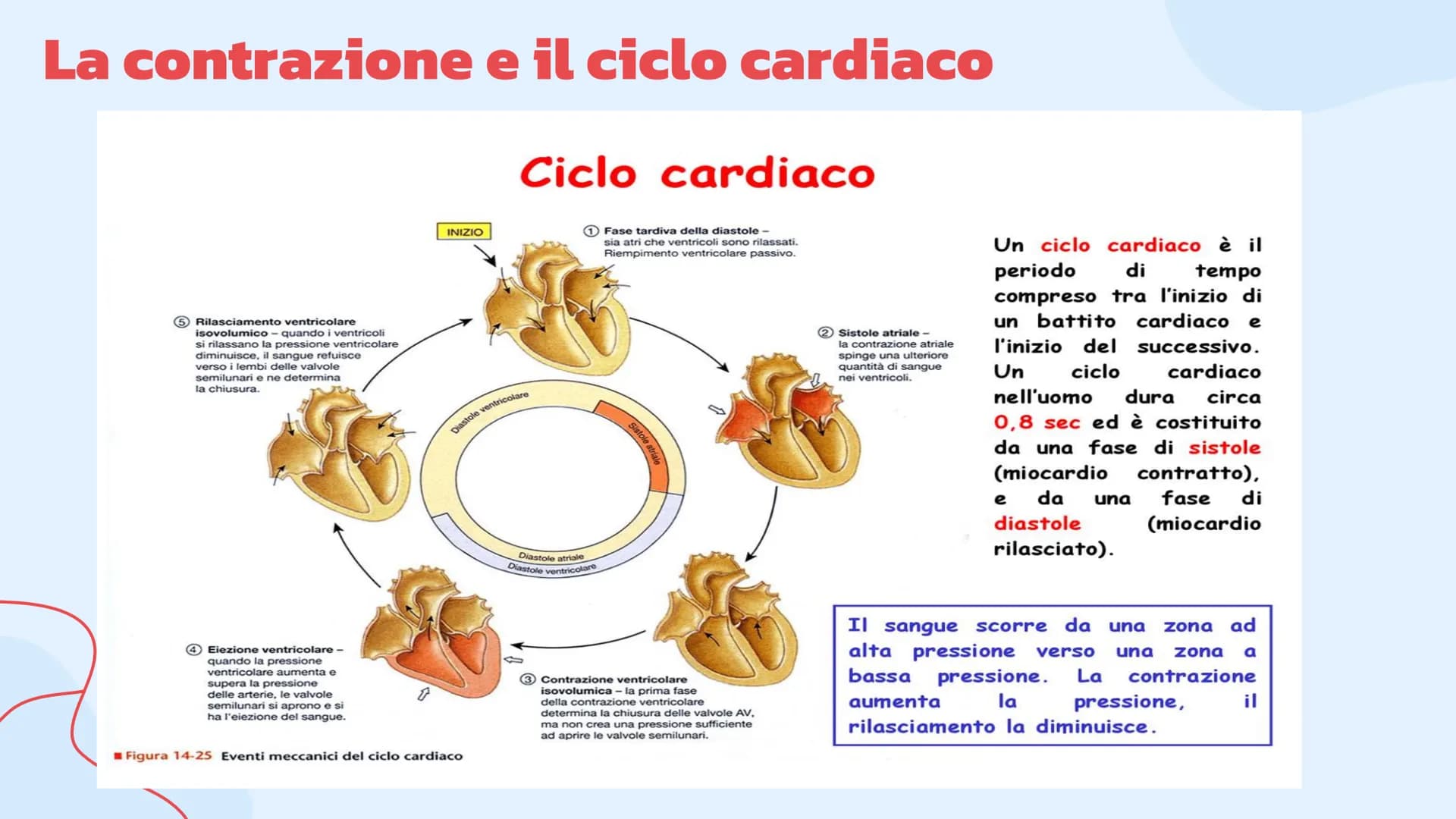 L'apparato
cardiovascolare
Come lavora il cuore.
= Indice
Introduzione
Cos'è l'apparato circolatorio
Il cuore
La sua struttura e la
funziona