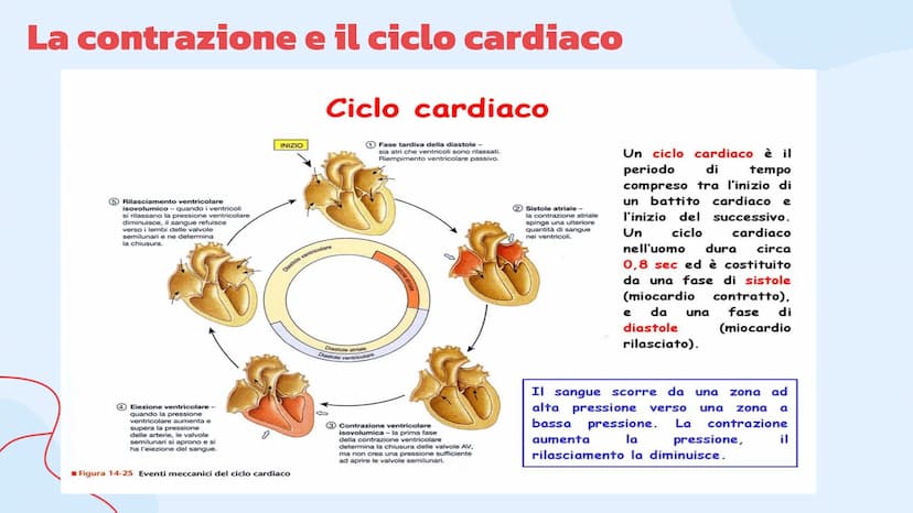 L'apparato
cardiovascolare
Come lavora il cuore.
= Indice
Introduzione
Cos'è l'apparato circolatorio
Il cuore
La sua struttura e la
funziona