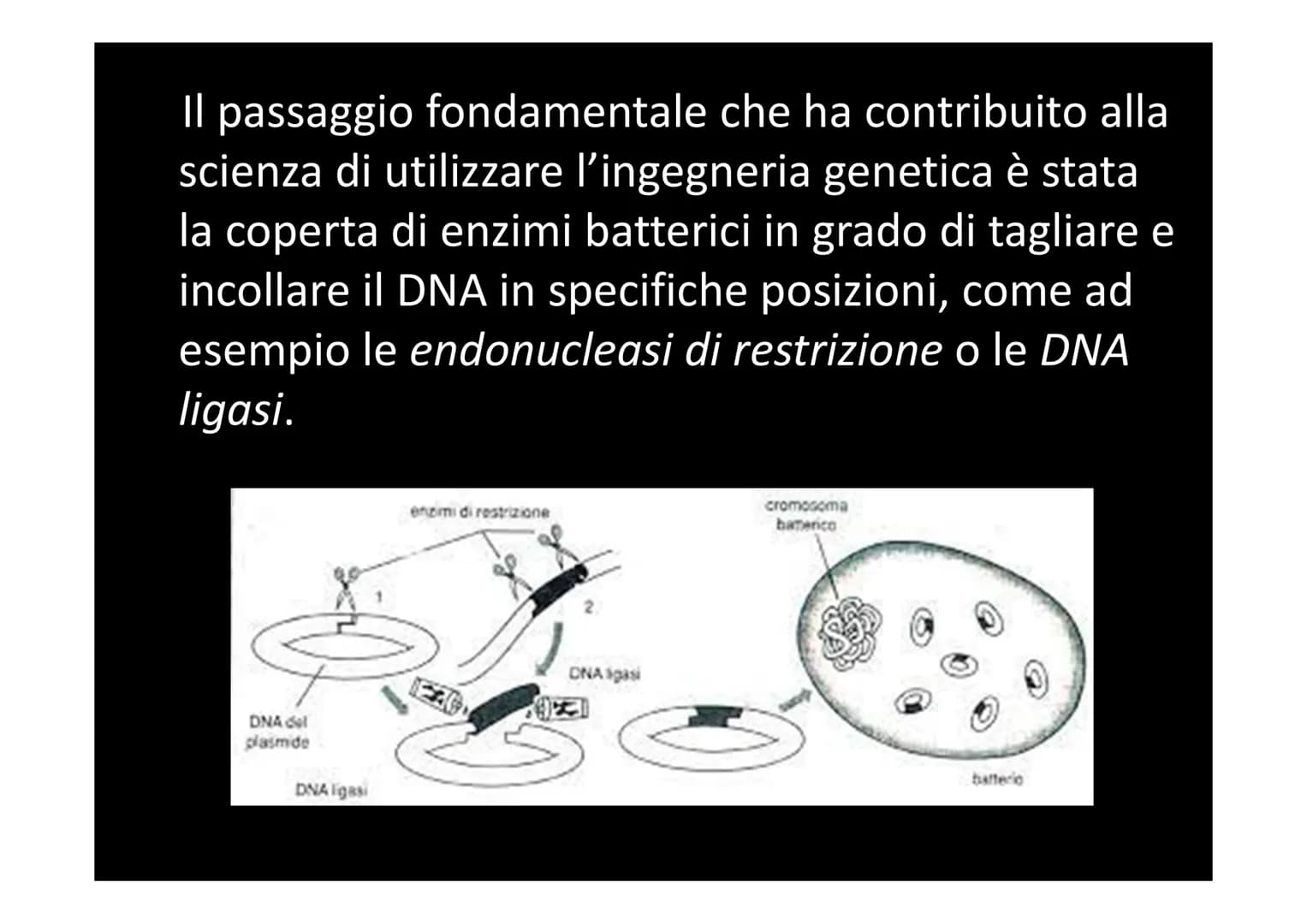 LE BIOTECNOLOGIE E L'INGEGNERIA
GENETICA
XXXXX
| |
L Con il termine biotecnologie si intende
l'utilizzo di organismi viventi, o parte di ess