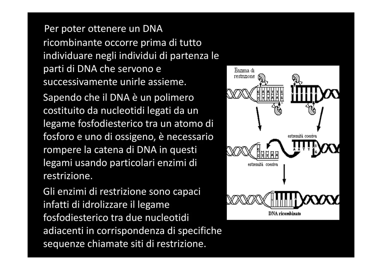 LE BIOTECNOLOGIE E L'INGEGNERIA
GENETICA
XXXXX
| |
L Con il termine biotecnologie si intende
l'utilizzo di organismi viventi, o parte di ess