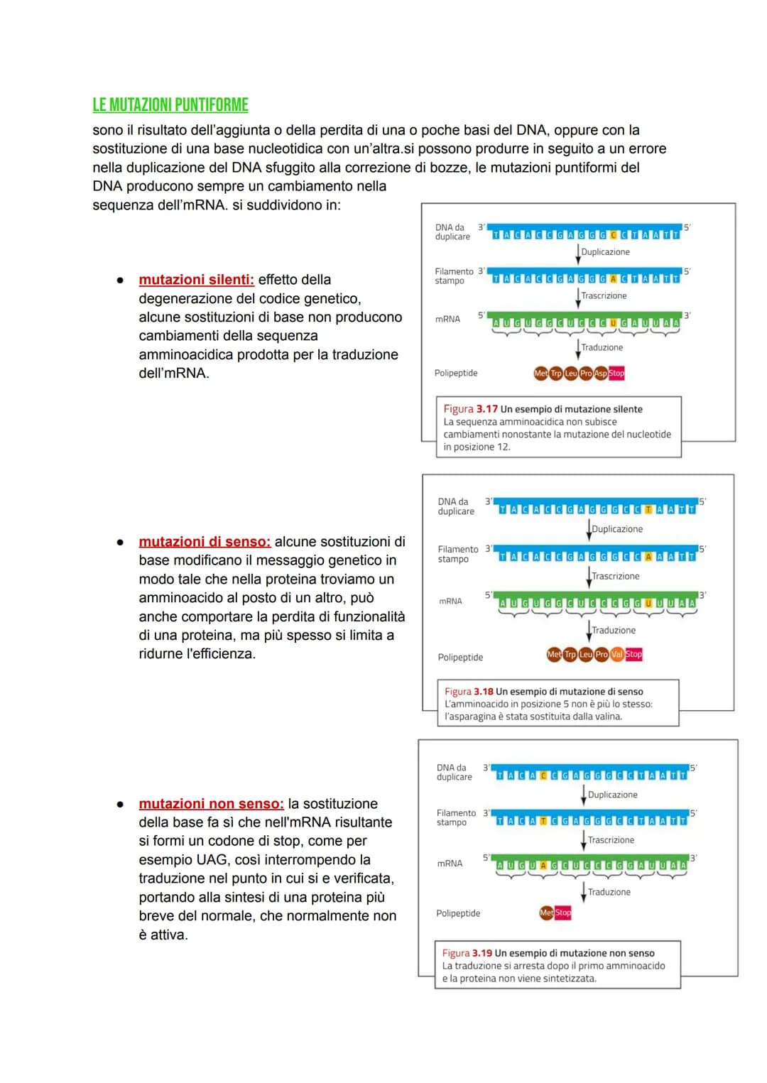 DAL DNA ALLE PROTEINE
DNA -> detentore dell'informazione genetica, il quale si trova confinato nel nucleo.
Proteine > determinano il genotip