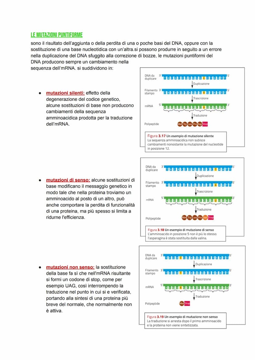 DAL DNA ALLE PROTEINE
DNA -> detentore dell'informazione genetica, il quale si trova confinato nel nucleo.
Proteine > determinano il genotip