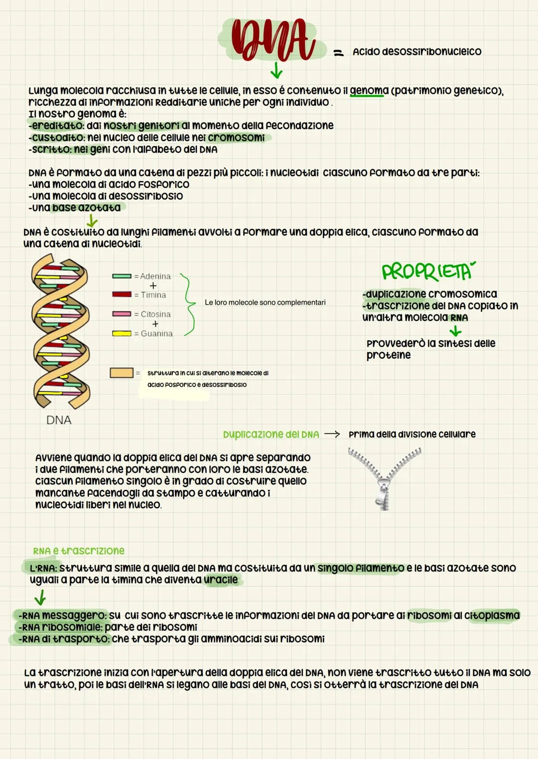 DNA
Lunga molecola racchiusa in tutte le cellule, in esso é contenuto il genoma (patrimonio genetico),
ricchezza di informazioni Redditarie 