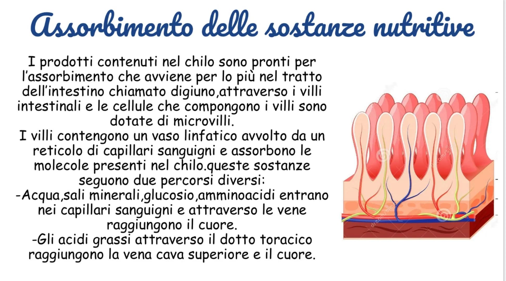 Apparato Digerente: Schema e Riassunto Facile per Bambini