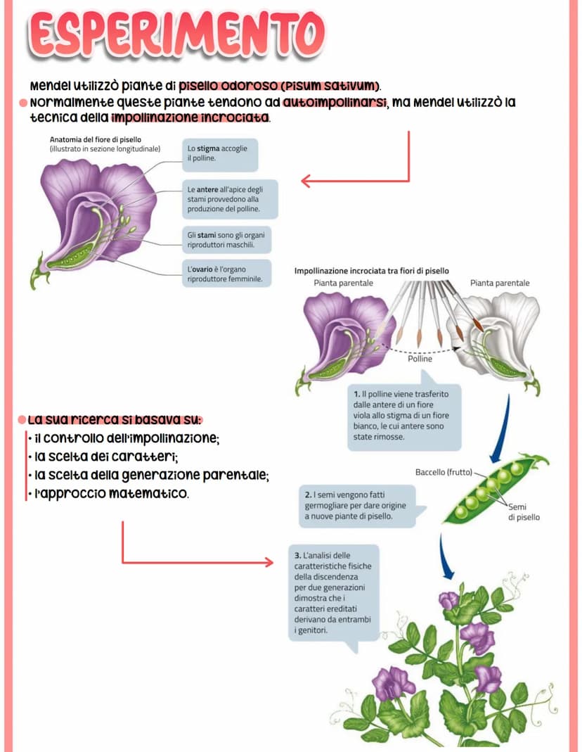GENETICA
spiega il vigore degli ibridi e la variabilità.
●Studia -> interazione tra alleli
Mendel
-> relazione tra geni e ambiente
-> intera