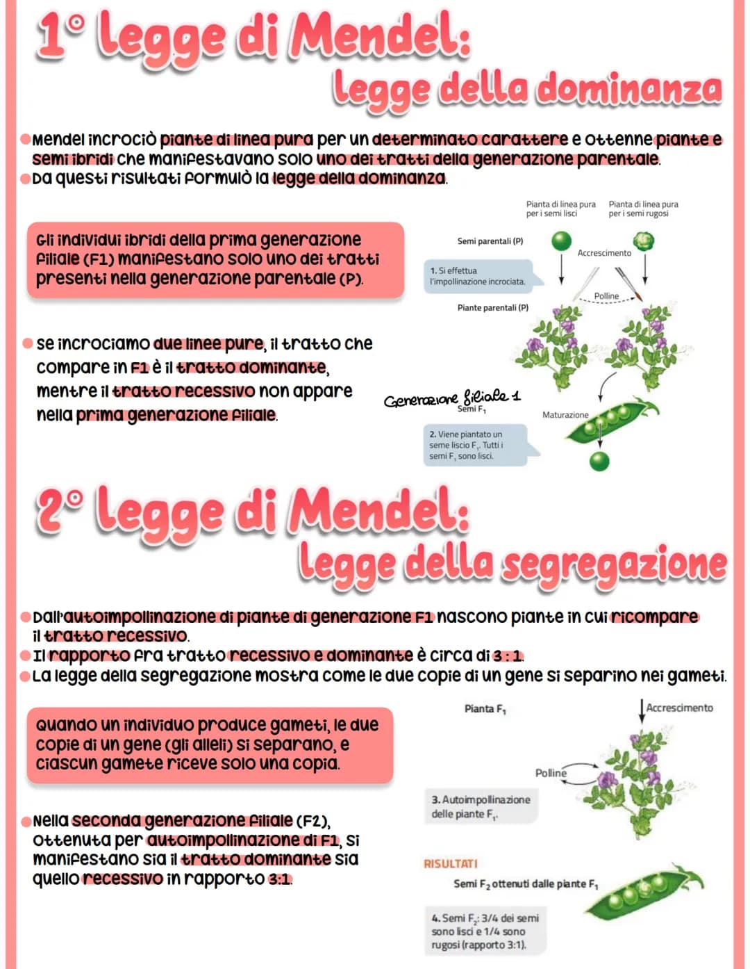 GENETICA
spiega il vigore degli ibridi e la variabilità.
●Studia -> interazione tra alleli
Mendel
-> relazione tra geni e ambiente
-> intera