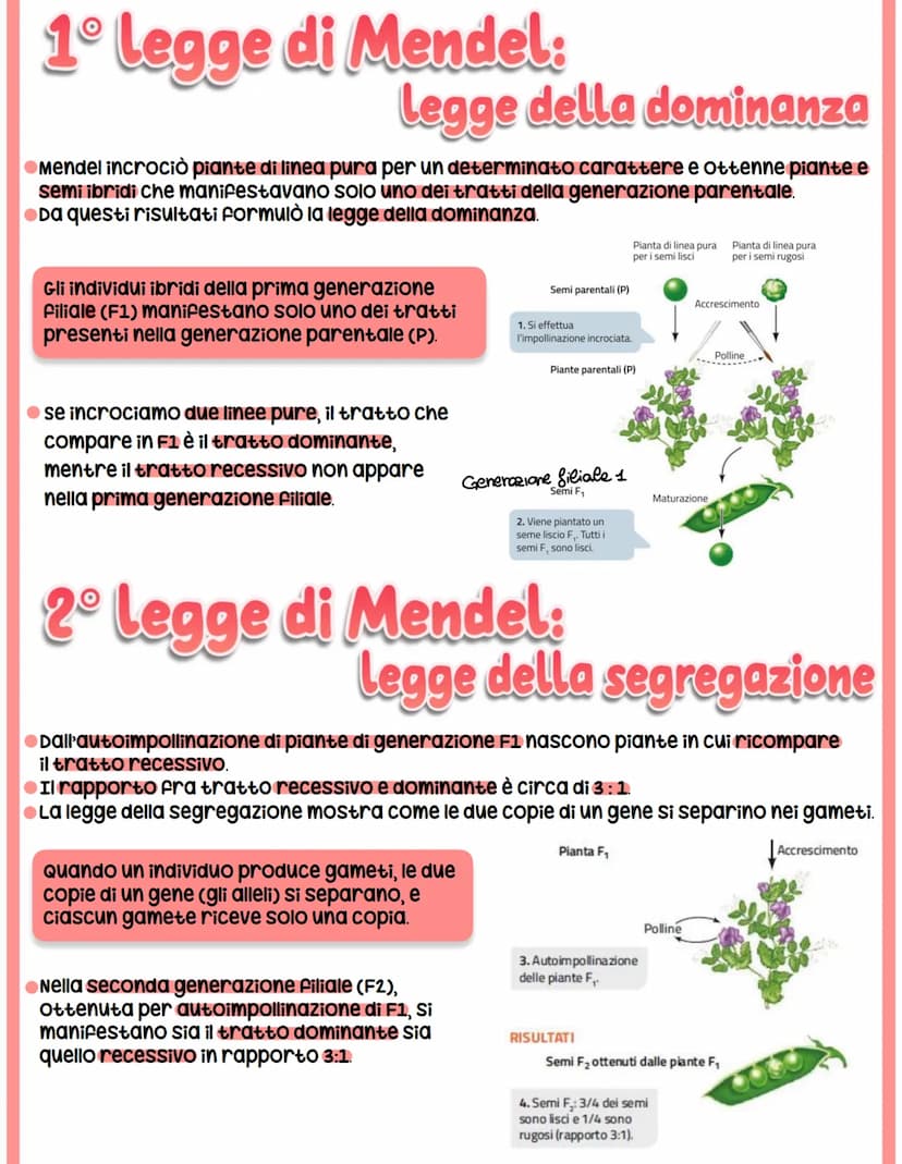 GENETICA
spiega il vigore degli ibridi e la variabilità.
●Studia -> interazione tra alleli
Mendel
-> relazione tra geni e ambiente
-> intera