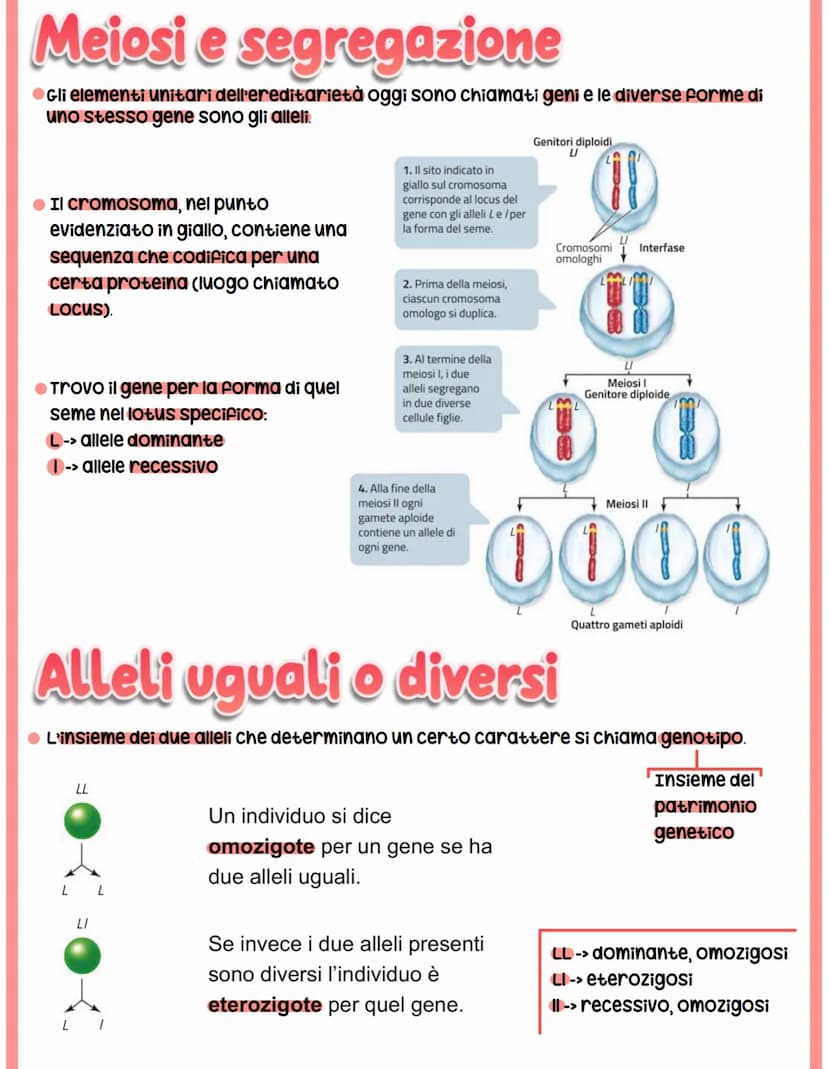 GENETICA
spiega il vigore degli ibridi e la variabilità.
●Studia -> interazione tra alleli
Mendel
-> relazione tra geni e ambiente
-> intera