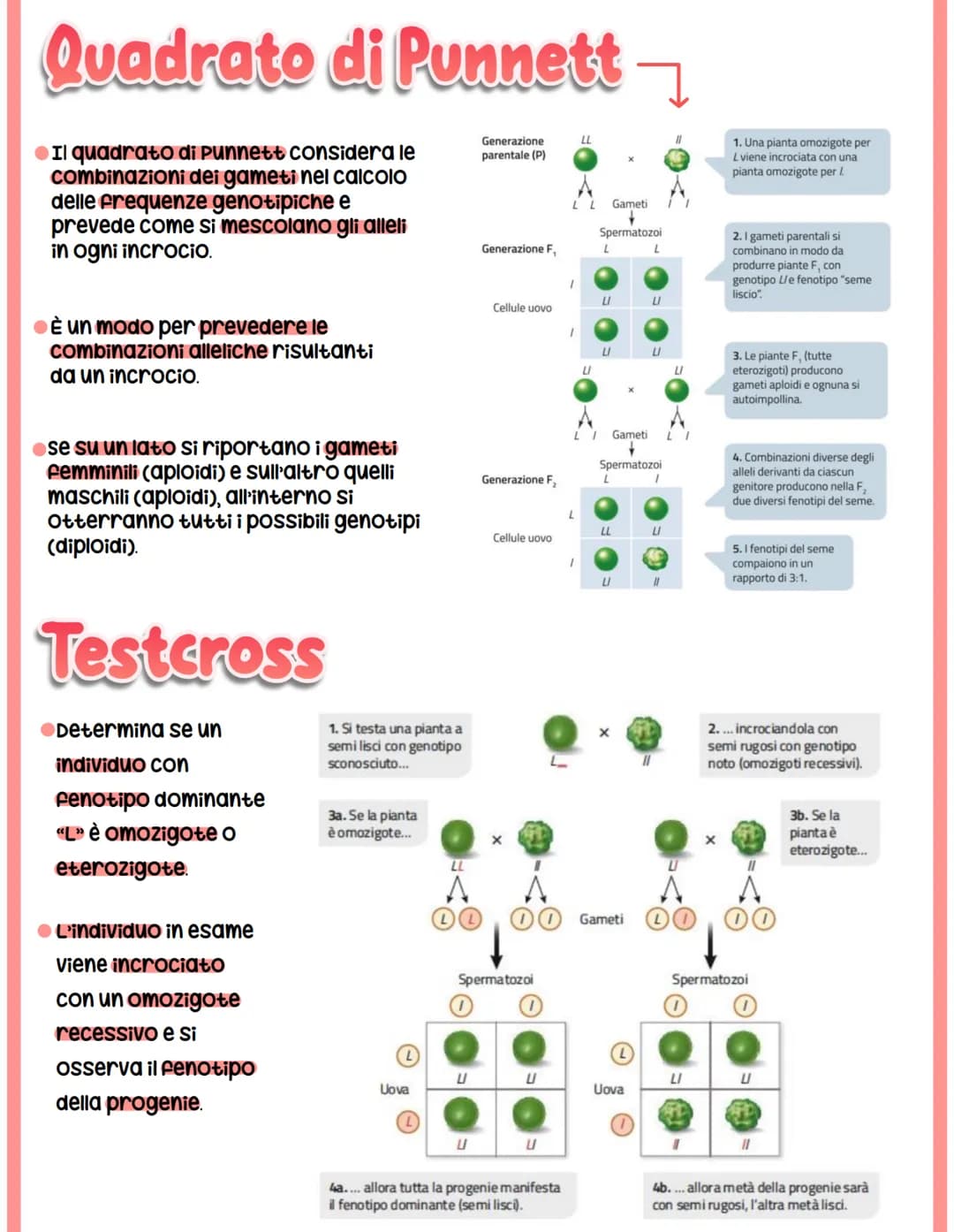 GENETICA
spiega il vigore degli ibridi e la variabilità.
●Studia -> interazione tra alleli
Mendel
-> relazione tra geni e ambiente
-> intera