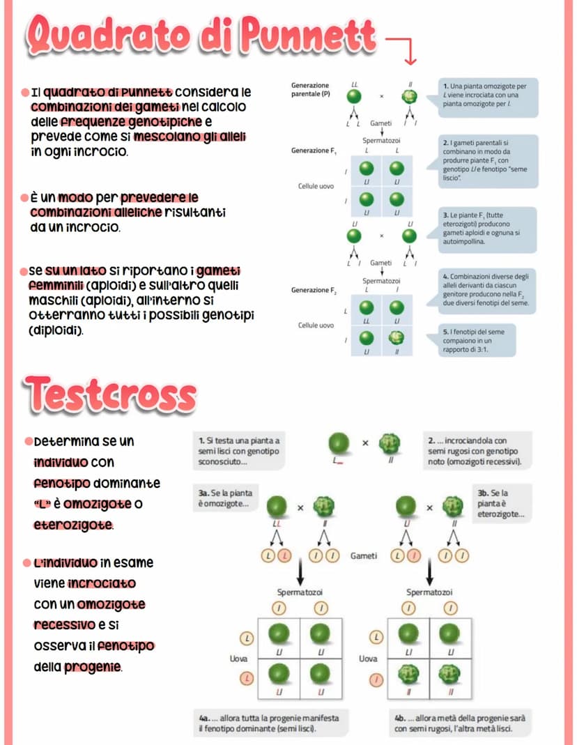 GENETICA
spiega il vigore degli ibridi e la variabilità.
●Studia -> interazione tra alleli
Mendel
-> relazione tra geni e ambiente
-> intera
