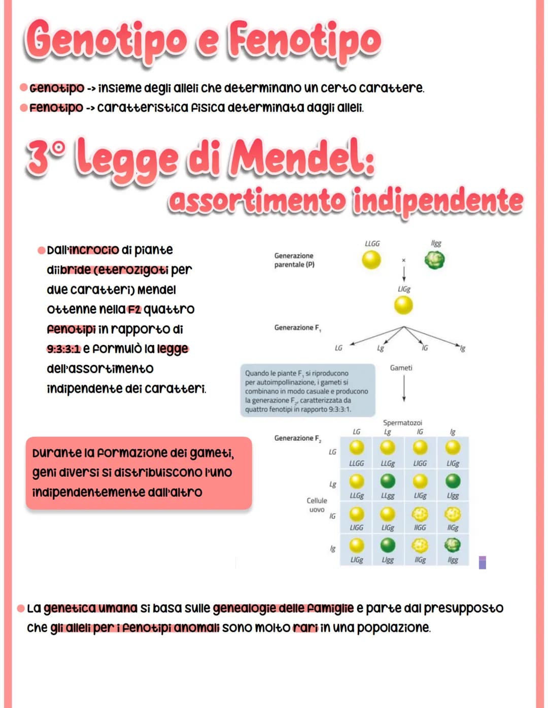 GENETICA
spiega il vigore degli ibridi e la variabilità.
●Studia -> interazione tra alleli
Mendel
-> relazione tra geni e ambiente
-> intera
