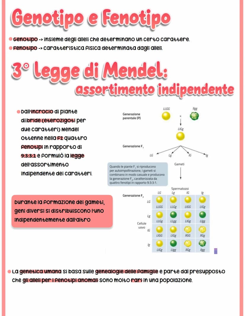 GENETICA
spiega il vigore degli ibridi e la variabilità.
●Studia -> interazione tra alleli
Mendel
-> relazione tra geni e ambiente
-> intera