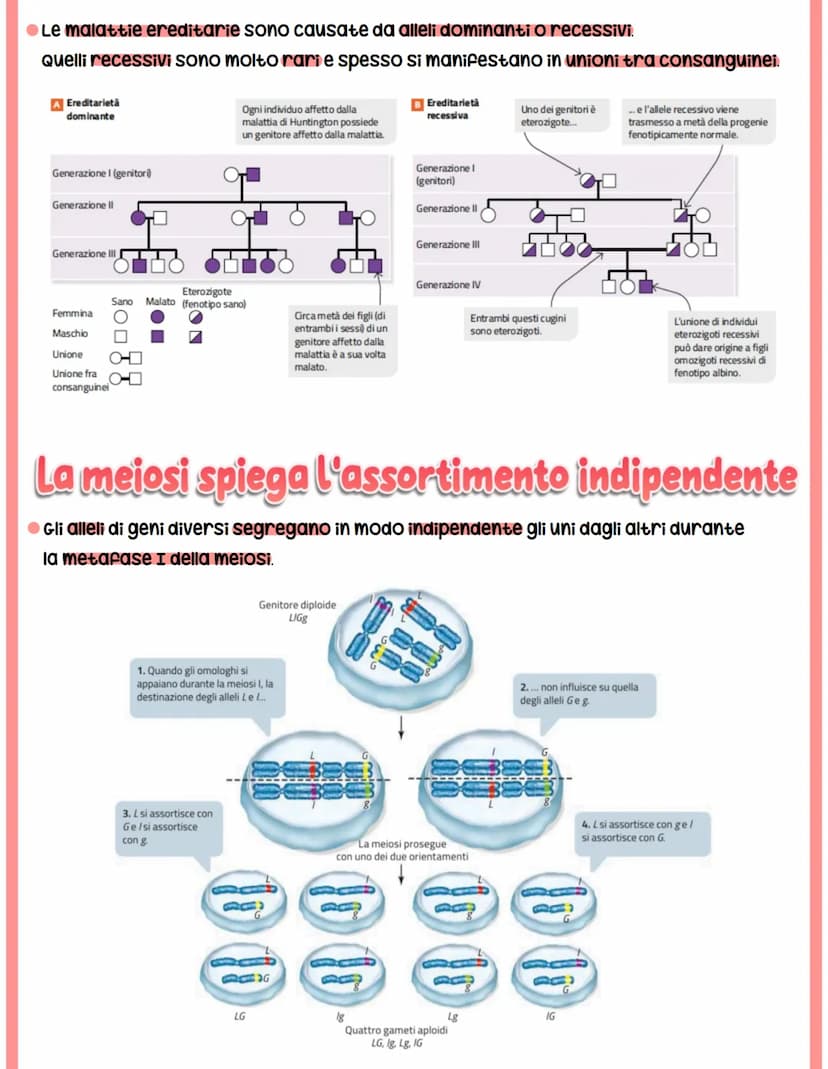 GENETICA
spiega il vigore degli ibridi e la variabilità.
●Studia -> interazione tra alleli
Mendel
-> relazione tra geni e ambiente
-> intera