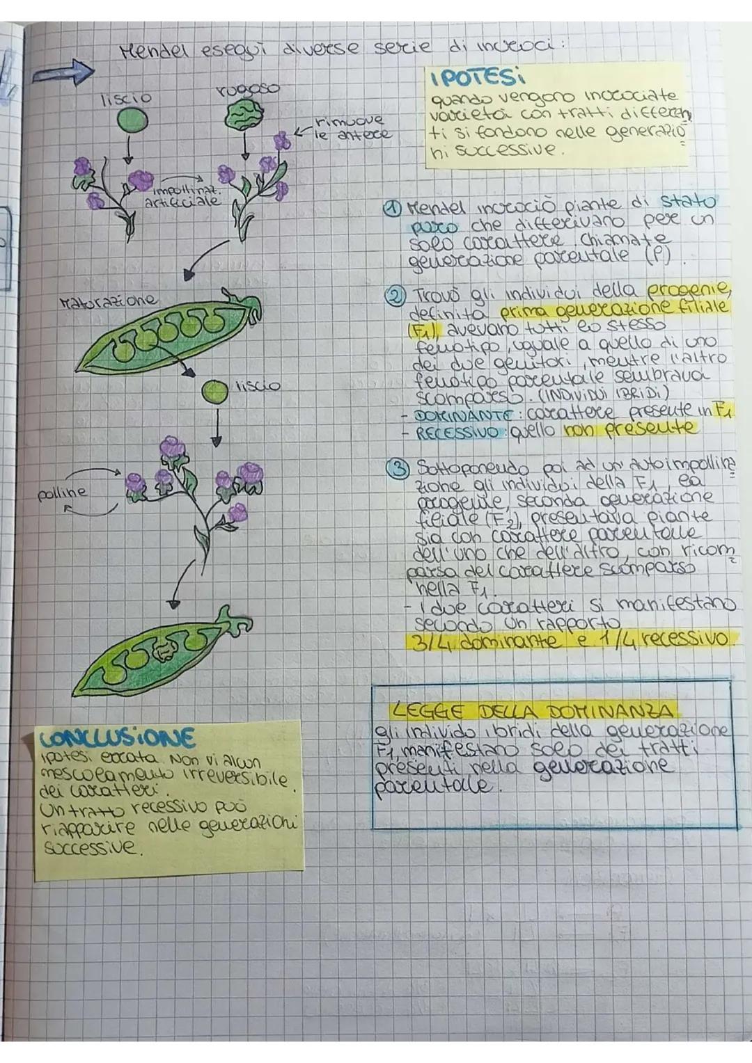 # Prima legge di Mendel

GENETICA lo studio delle leggi e dei meccanismi che
permettono la trasmissione dei caratteri
da una generazione all