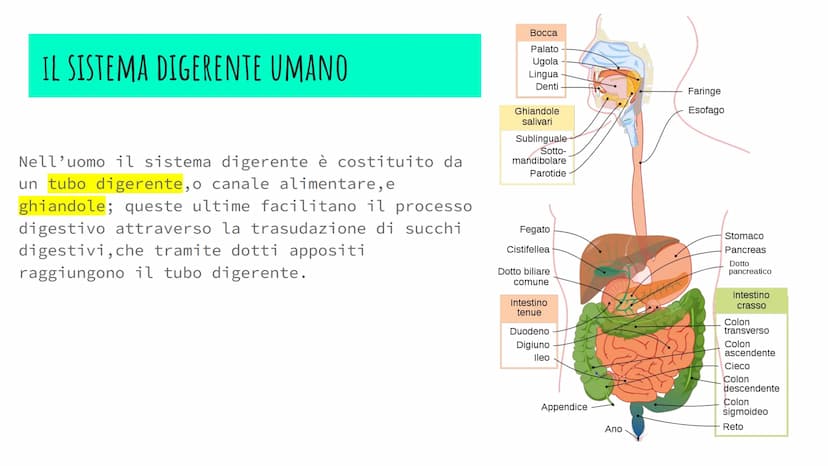 L'APPARATO DIGERENTE
POWER POINT di Alessia Iadevaia
4AS L'ALIMENTAZIONE E TRASFORMAZIONE DEL CIBO
TUTTI GLI ANIMALI SI NUTRONO DI ALTRI ESS