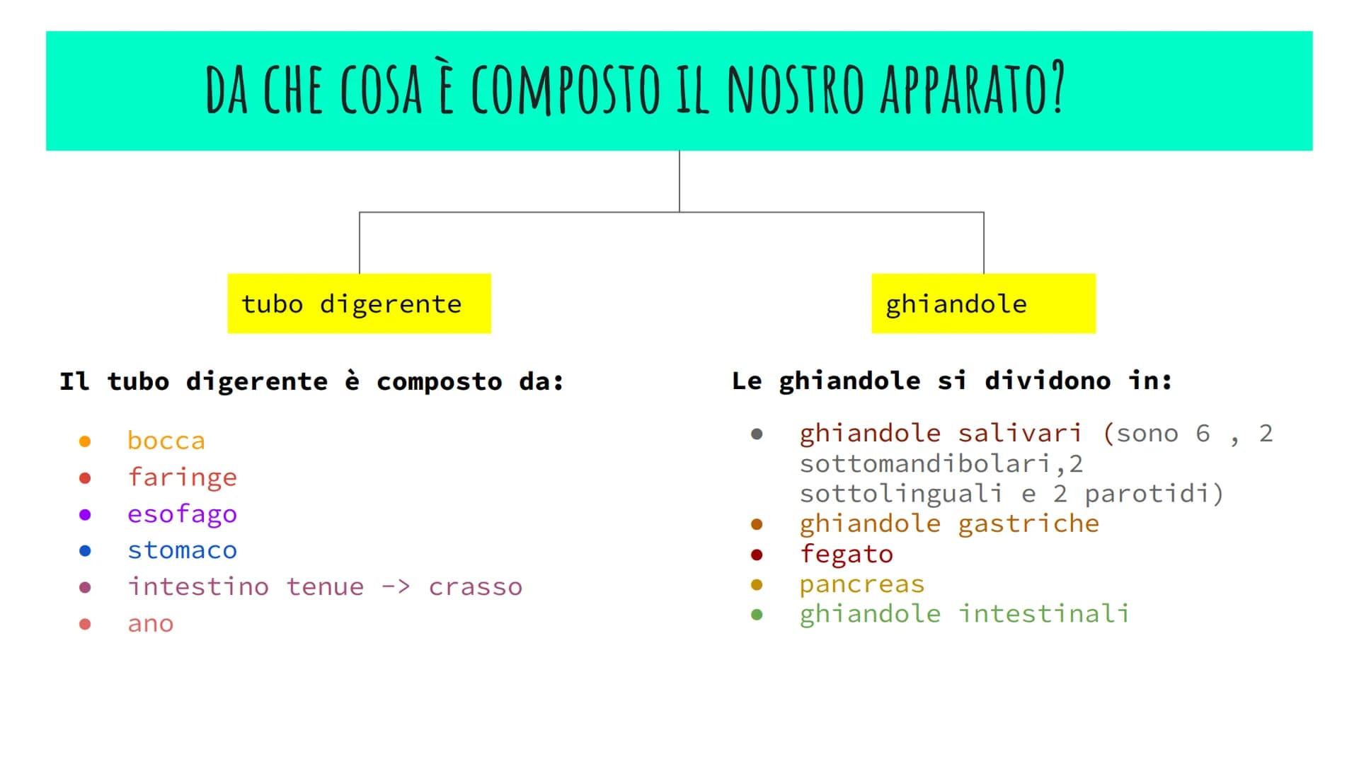 L'APPARATO DIGERENTE
POWER POINT di Alessia Iadevaia
4AS L'ALIMENTAZIONE E TRASFORMAZIONE DEL CIBO
TUTTI GLI ANIMALI SI NUTRONO DI ALTRI ESS