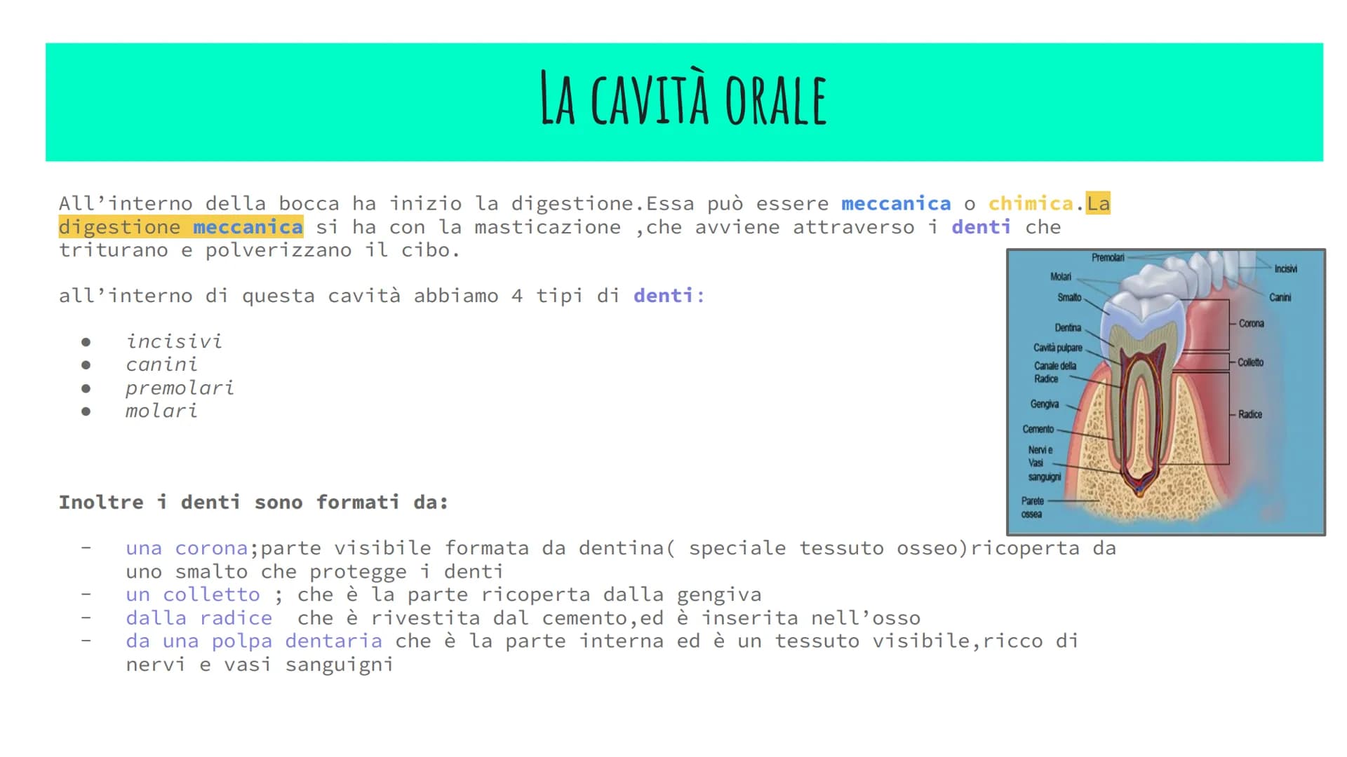 L'APPARATO DIGERENTE
POWER POINT di Alessia Iadevaia
4AS L'ALIMENTAZIONE E TRASFORMAZIONE DEL CIBO
TUTTI GLI ANIMALI SI NUTRONO DI ALTRI ESS