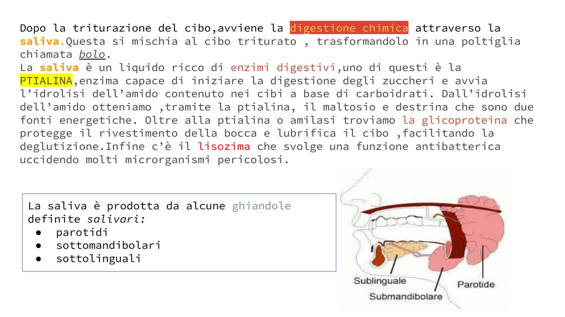 L'APPARATO DIGERENTE
POWER POINT di Alessia Iadevaia
4AS L'ALIMENTAZIONE E TRASFORMAZIONE DEL CIBO
TUTTI GLI ANIMALI SI NUTRONO DI ALTRI ESS