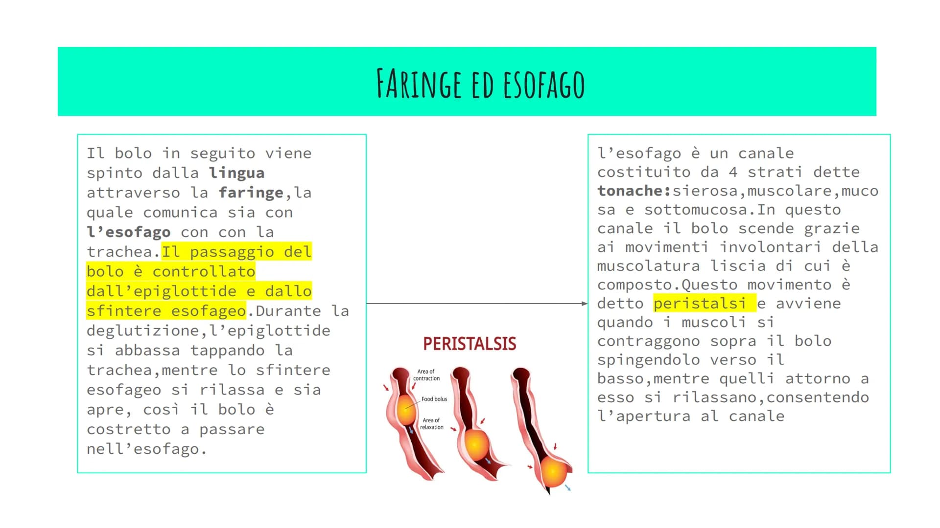 L'APPARATO DIGERENTE
POWER POINT di Alessia Iadevaia
4AS L'ALIMENTAZIONE E TRASFORMAZIONE DEL CIBO
TUTTI GLI ANIMALI SI NUTRONO DI ALTRI ESS