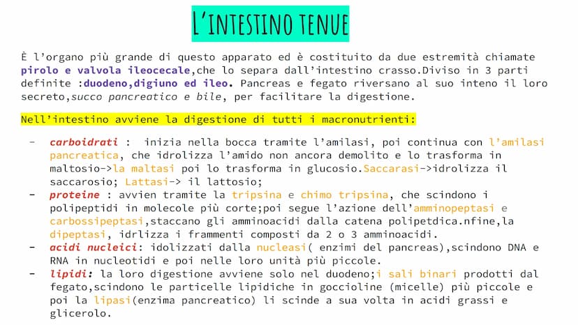 L'APPARATO DIGERENTE
POWER POINT di Alessia Iadevaia
4AS L'ALIMENTAZIONE E TRASFORMAZIONE DEL CIBO
TUTTI GLI ANIMALI SI NUTRONO DI ALTRI ESS
