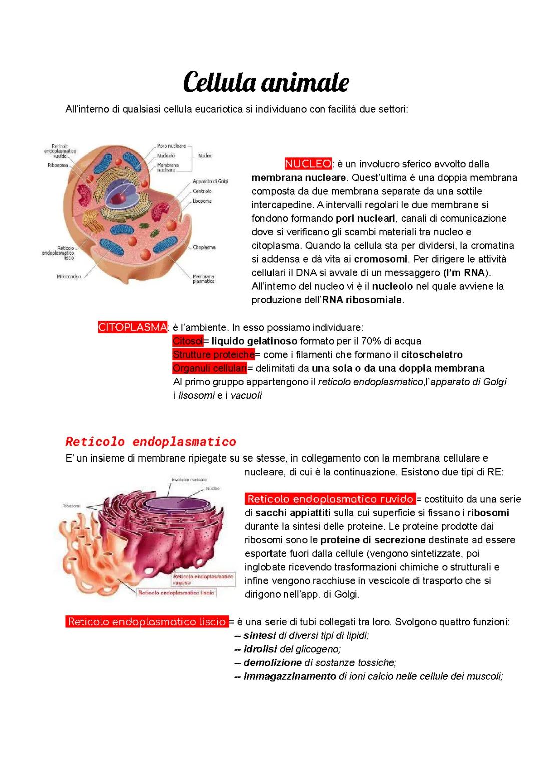 Cellula Animale Riassunto e Schema per Scuola Primaria e Scuola Media