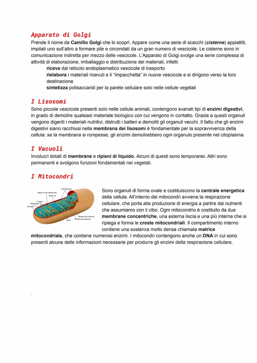 Cellula animale
All'interno di qualsiasi cellula eucariotica si individuano con facilità due settori:
Reticolo
endoplasmatico
ruvido
Ribosom