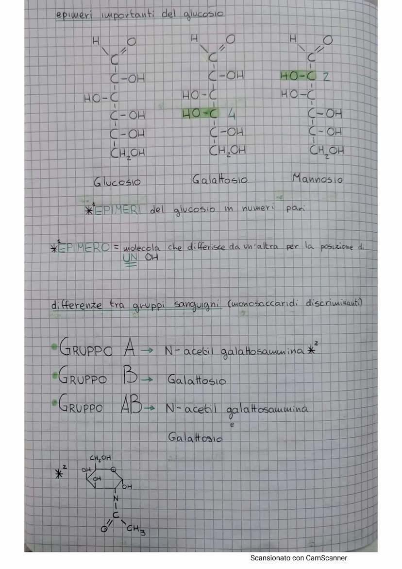 
<h2 id="glucose">Glucose</h2>
<p>Glucose has the formula C6H₁₂O6 and can be represented as a linear or a cyclic structure. In the linear st