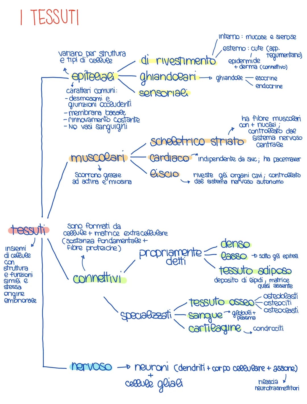 
<p>I tessuti sono insiemi di cellule con struttura e funzioni simili e la stessa origine embrionale. Variano per struttura e tipi di cellul