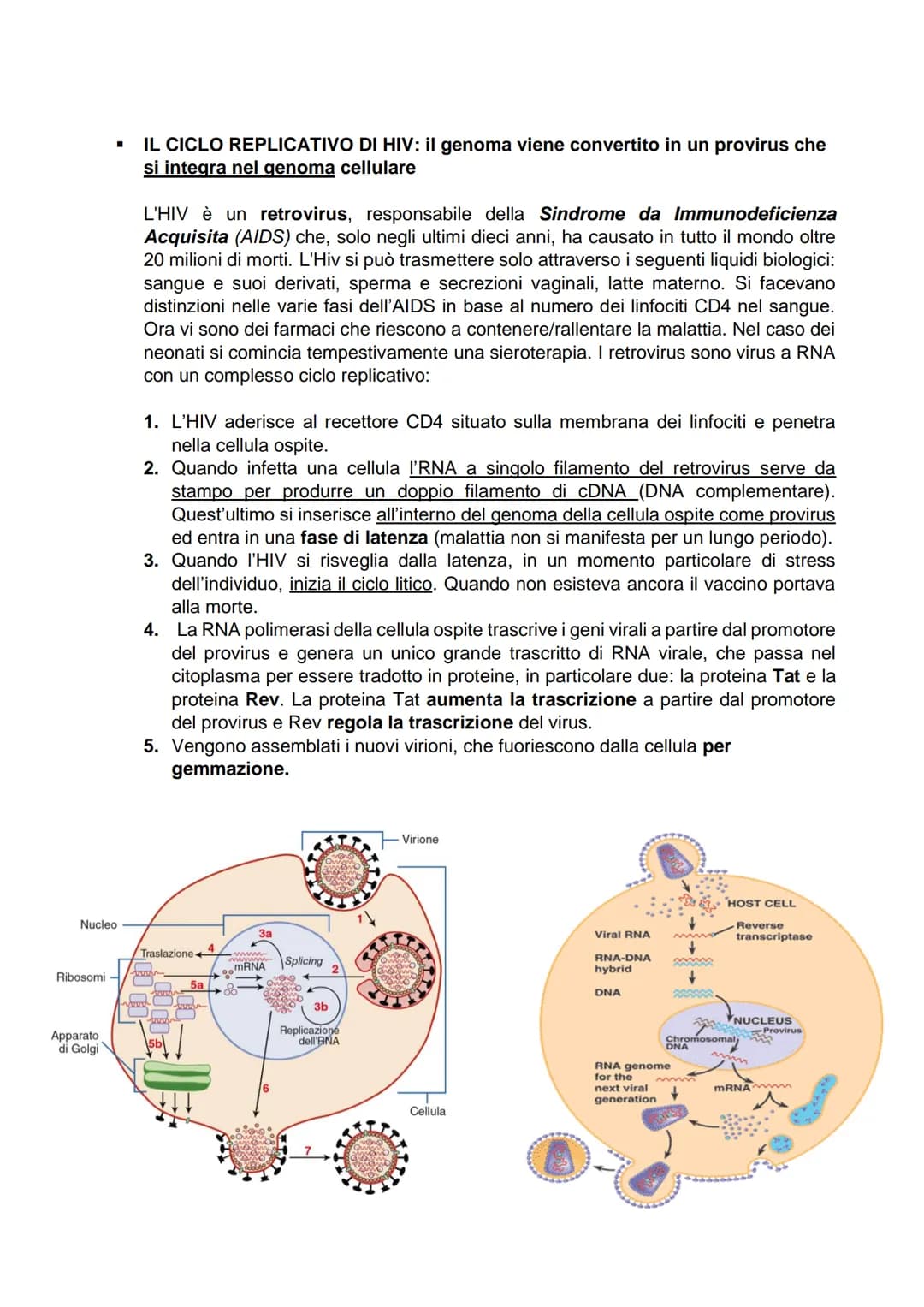 LA GENETICA DEI VIRUS
I virus sono parassiti endocellulari obbligati, che non possono riprodursi al di fuori della
cellula ospite che infett