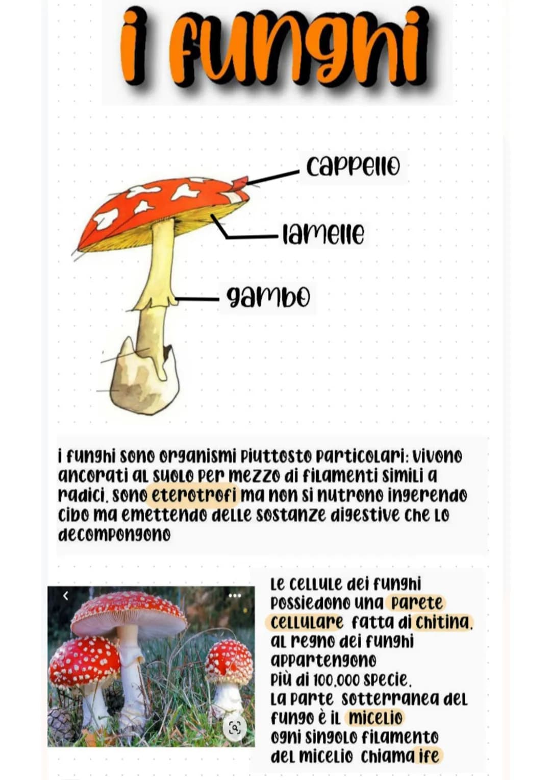 i funghi
cappello
·lamelle
gambo
i funghi sono organismi piuttosto particolari: vivono
ancorati al suolo per mezzo di filamenti simili a
rad