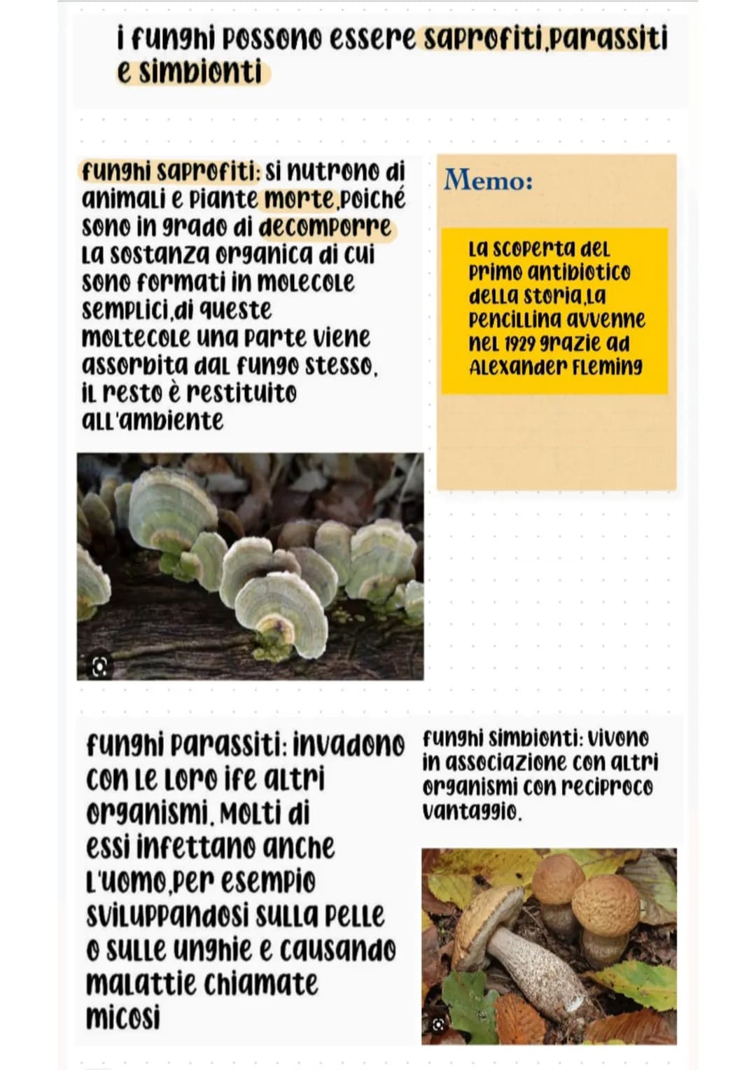 i funghi
cappello
·lamelle
gambo
i funghi sono organismi piuttosto particolari: vivono
ancorati al suolo per mezzo di filamenti simili a
rad