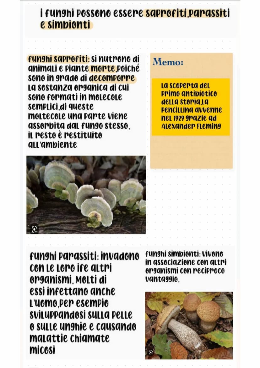 i funghi
cappello
·lamelle
gambo
i funghi sono organismi piuttosto particolari: vivono
ancorati al suolo per mezzo di filamenti simili a
rad