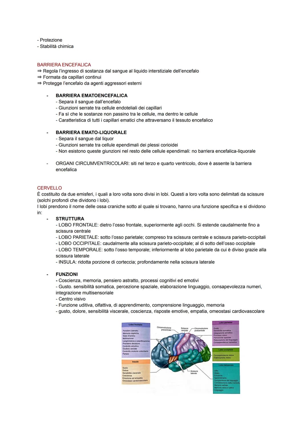 SISTEMA NERVOSO
Il corpo umano possiede un importante sistema adibito alla coordinazione interna: il sistema nervoso.
Esso sfrutta dei segna