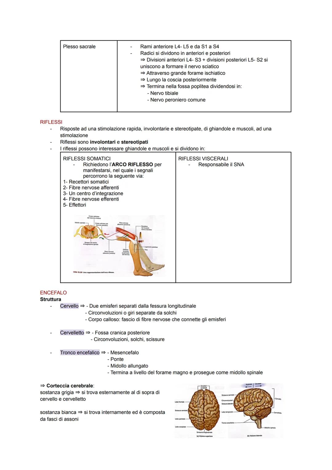 SISTEMA NERVOSO
Il corpo umano possiede un importante sistema adibito alla coordinazione interna: il sistema nervoso.
Esso sfrutta dei segna