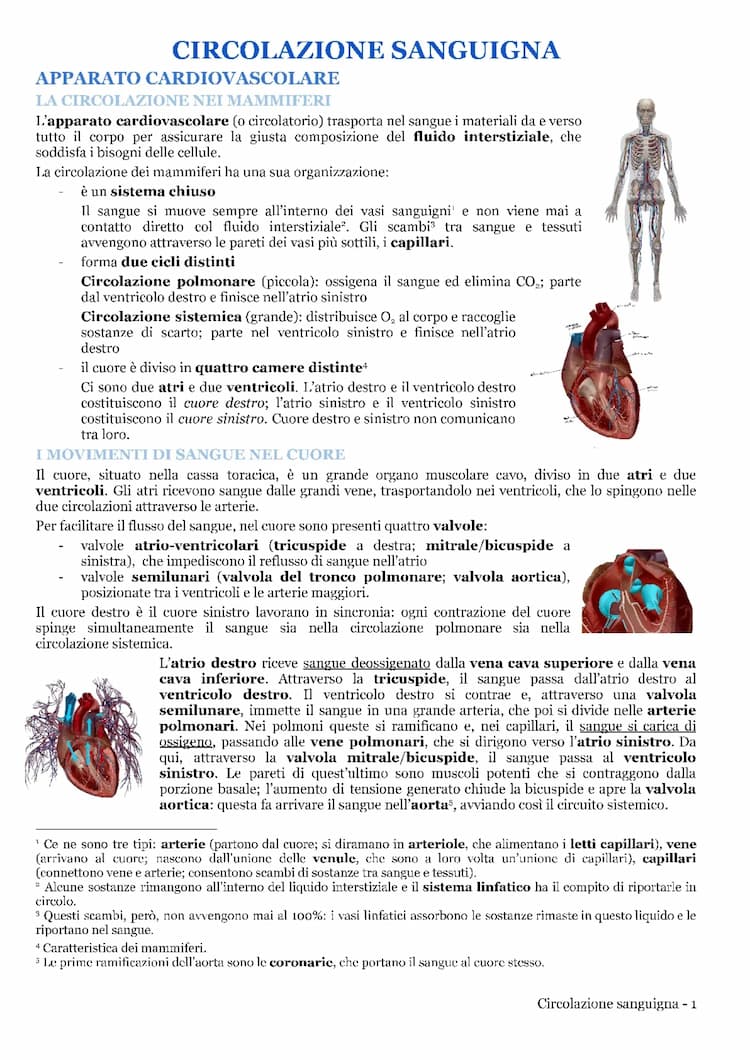 Know Apparato cardiocircolatorio  thumbnail