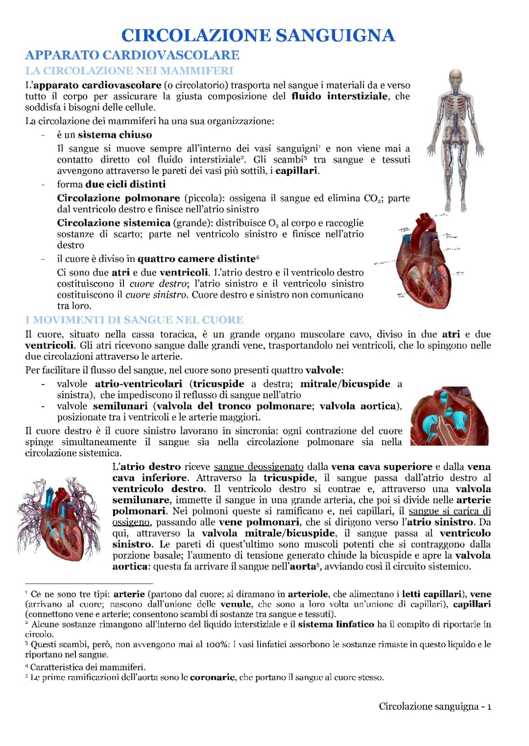 Apparato cardiocircolatorio 