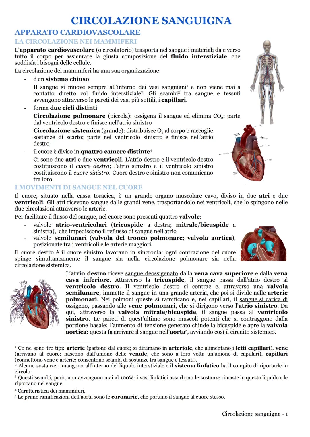 CIRCOLAZIONE SANGUIGNA
APPARATO CARDIOVASCOLARE
LA CIRCOLAZIONE NEI MAMMIFERI
L'apparato cardiovascolare (o circolatorio) trasporta nel sang