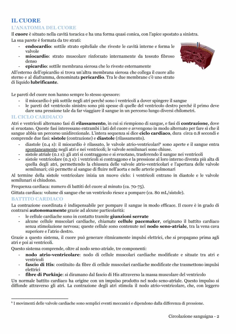 CIRCOLAZIONE SANGUIGNA
APPARATO CARDIOVASCOLARE
LA CIRCOLAZIONE NEI MAMMIFERI
L'apparato cardiovascolare (o circolatorio) trasporta nel sang
