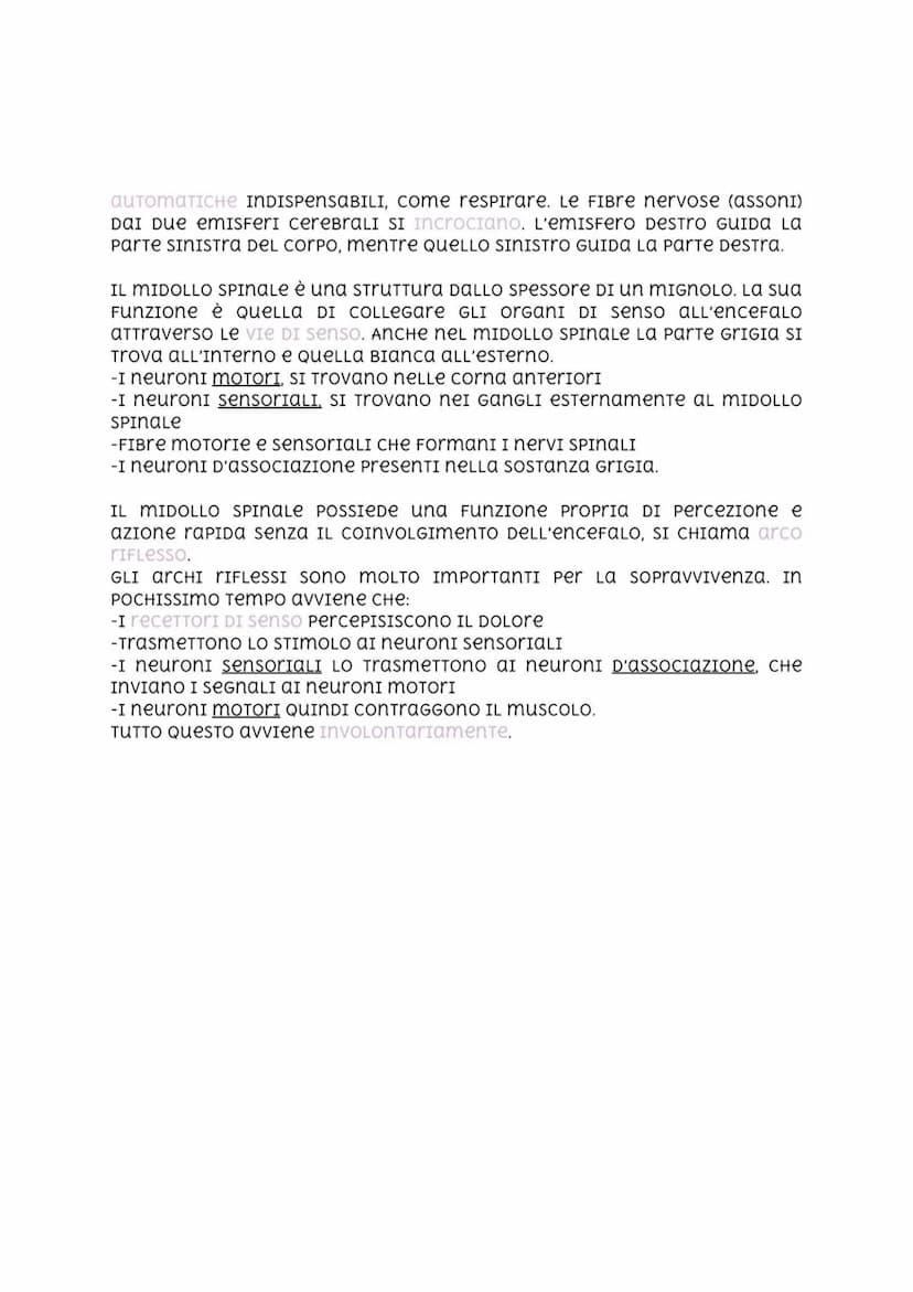 Sistema nervoso
centrale
IL SISTеma nervoso centrale è cOSTITUITO DALL'enceFALO (CerveLLO,
cerveLLeTTO, MIDOLLO ALLUNGATO E PONTе) → CONTENU