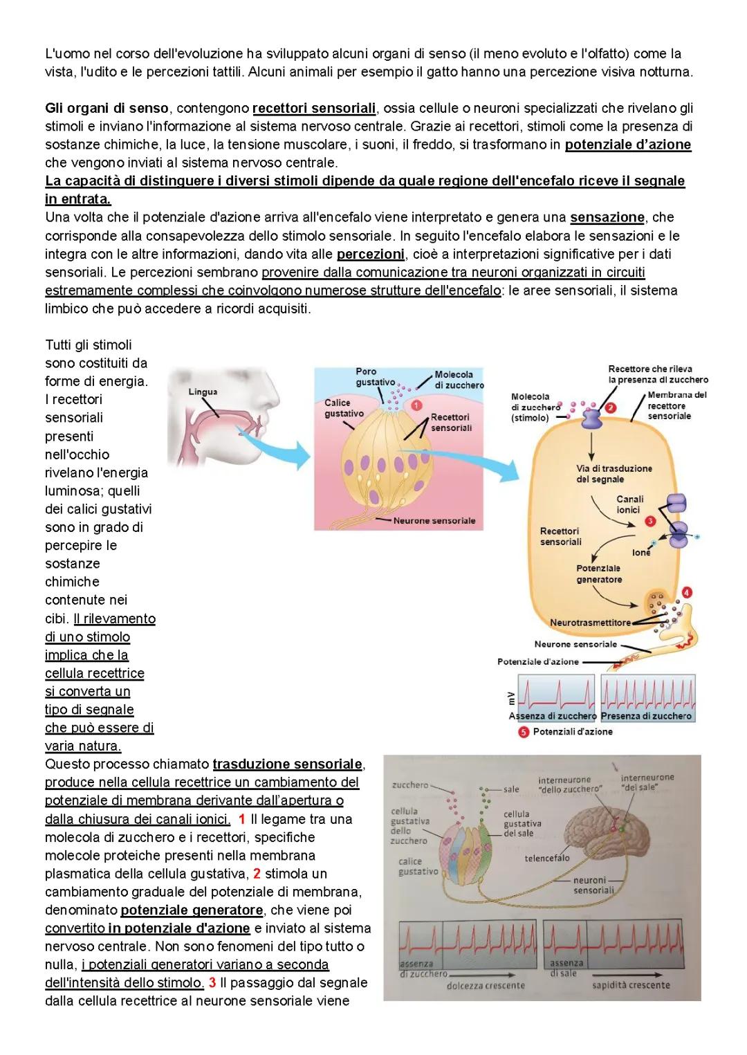 Organi di Senso: Scopri i Recettori Sensoriali per la Scuola Primaria e Media