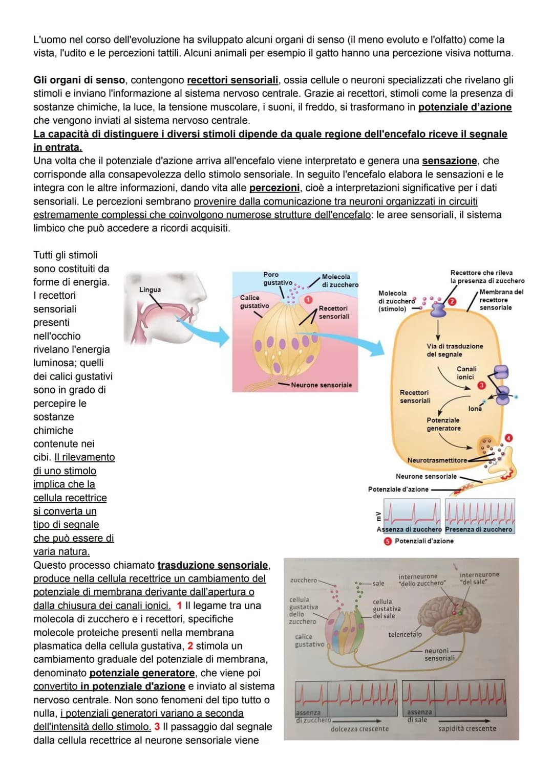 L'uomo nel corso dell'evoluzione ha sviluppato alcuni organi di senso (il meno evoluto e l'olfatto) come la
vista, l'udito e le percezioni t