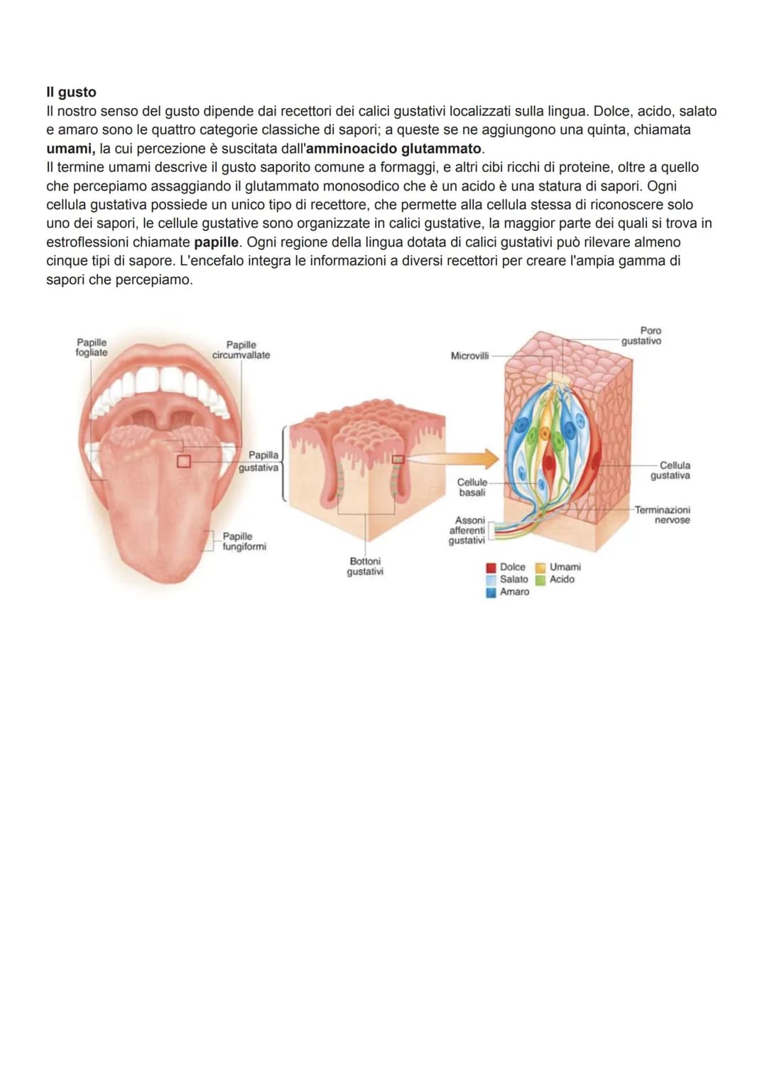 L'uomo nel corso dell'evoluzione ha sviluppato alcuni organi di senso (il meno evoluto e l'olfatto) come la
vista, l'udito e le percezioni t