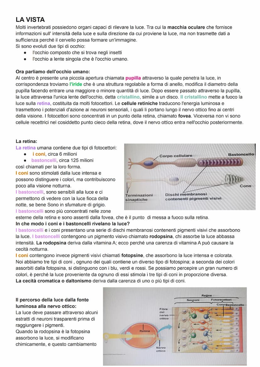 L'uomo nel corso dell'evoluzione ha sviluppato alcuni organi di senso (il meno evoluto e l'olfatto) come la
vista, l'udito e le percezioni t