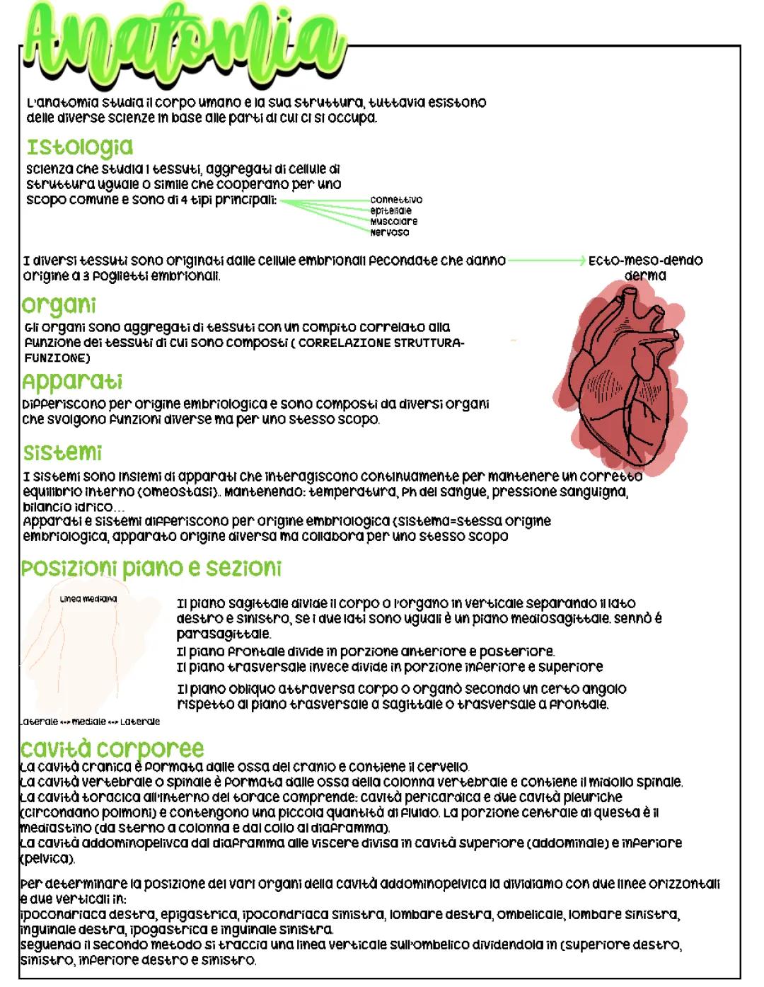 Introduzione all'Anatomia e ai 4 Tipi di Tessuti