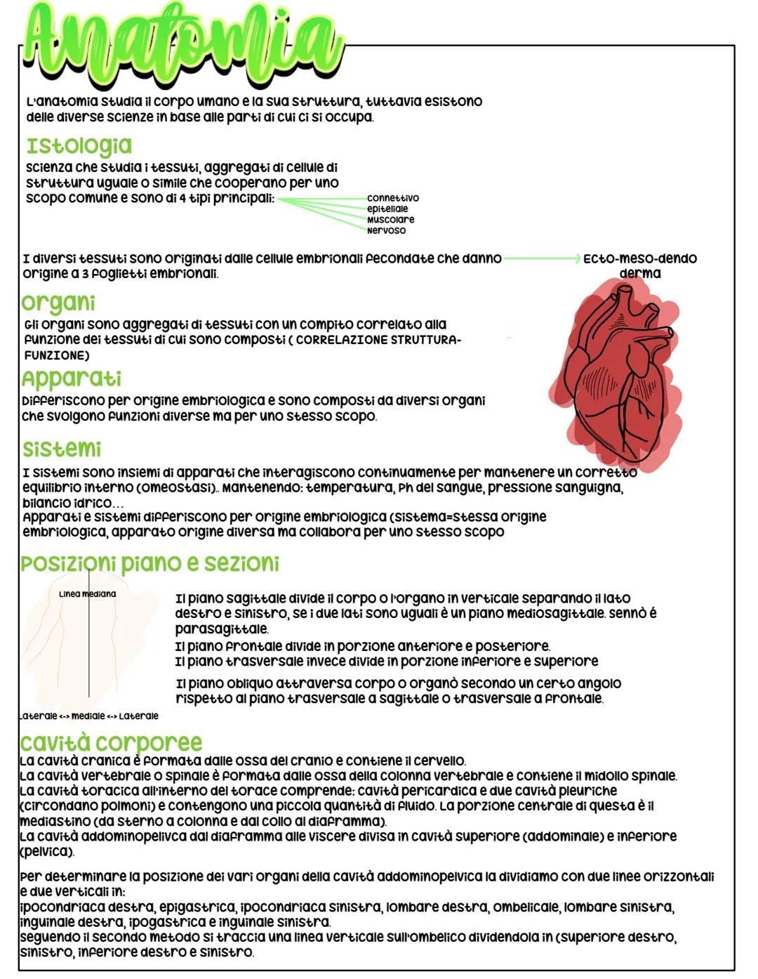 Anatomia
L'anatomia studia il corpo umano e la sua struttura, tuttavia esistono
delle diverse scienze in base alle parti di cui ci si occupa