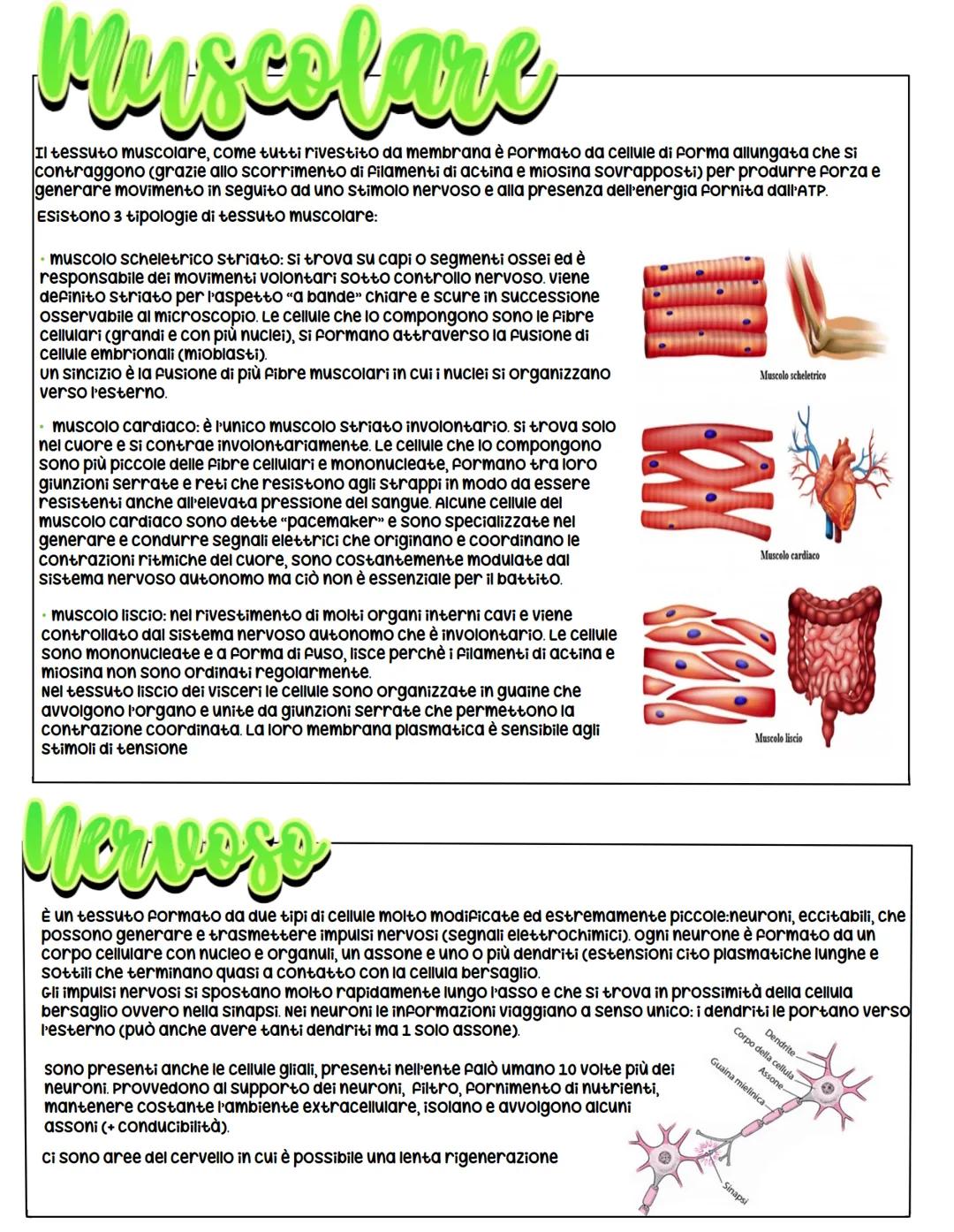 Anatomia
L'anatomia studia il corpo umano e la sua struttura, tuttavia esistono
delle diverse scienze in base alle parti di cui ci si occupa