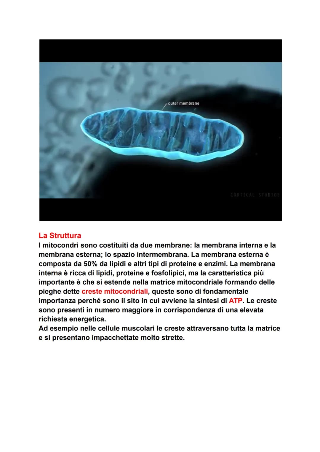 I MITOCONDRI
La funzione
Questo organulo è il più importante, dopo il nucleo, e può essere
considerato come la centrale energetica della cel