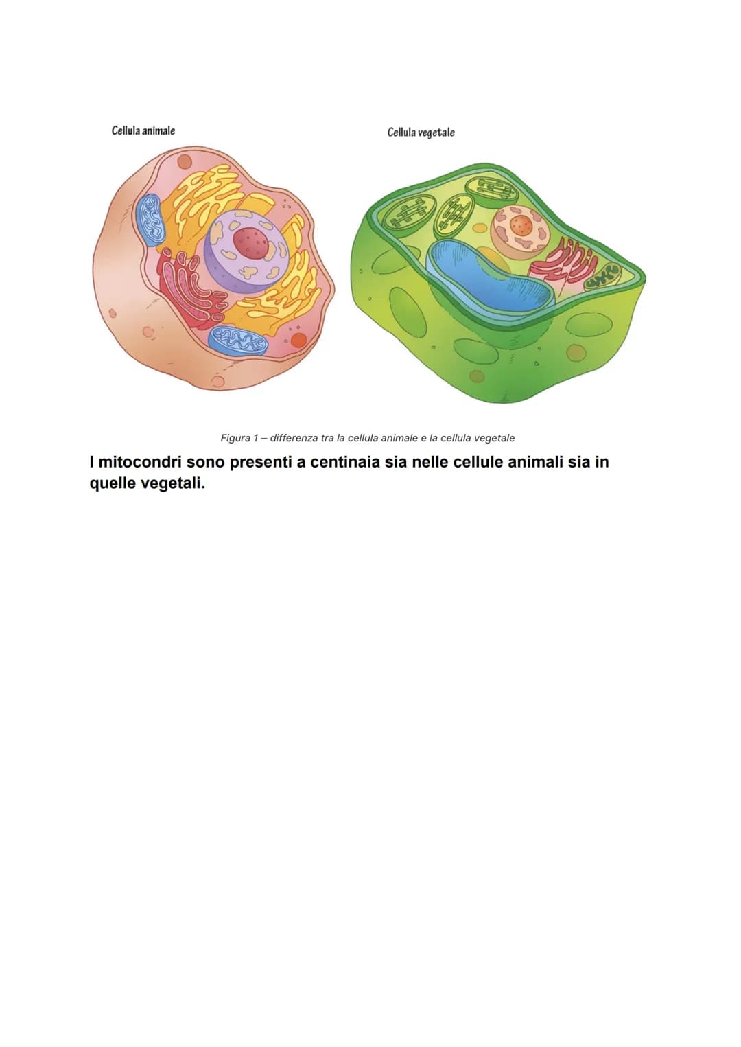 I MITOCONDRI
La funzione
Questo organulo è il più importante, dopo il nucleo, e può essere
considerato come la centrale energetica della cel